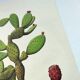 Illustration of a prickly pear tree - Vintage botanical nature plate 1960
