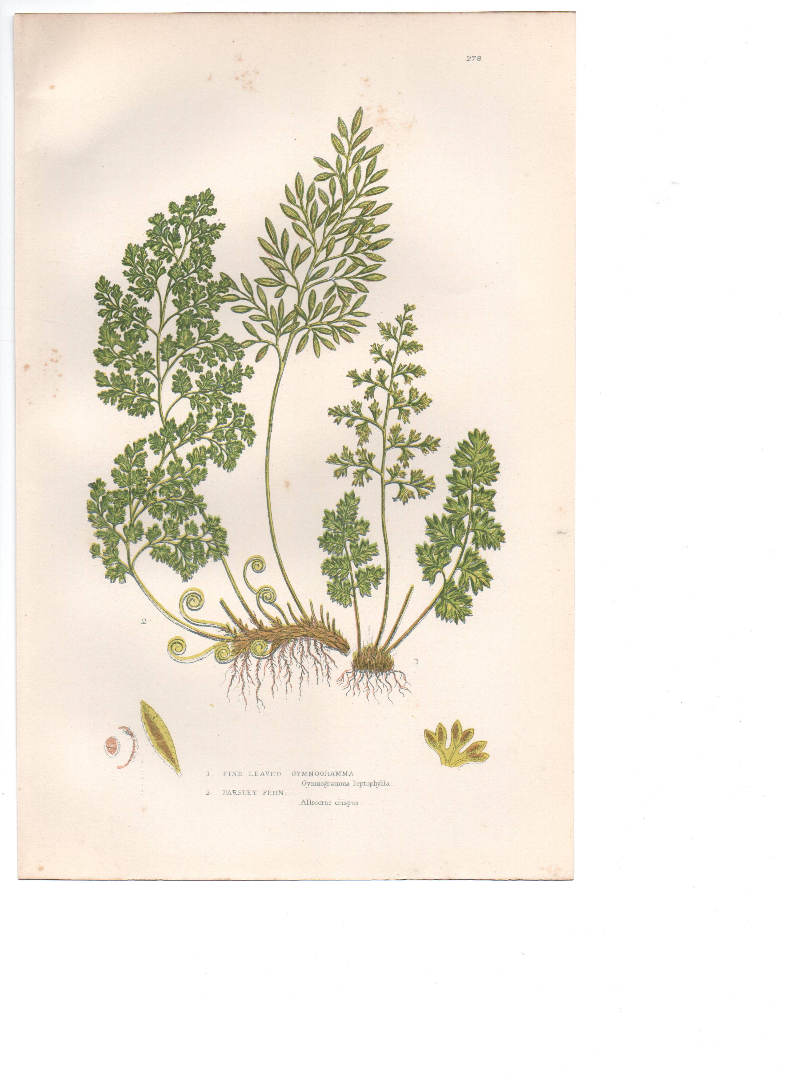 Lithographie ancienne botanique 1889. Fougères persil par A. Pratt. Gravure