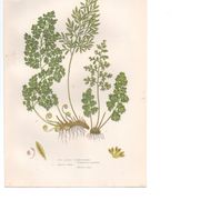 Antique botanical lithograph, 1889. Ferns and parsley by A. Pratt. Engraving