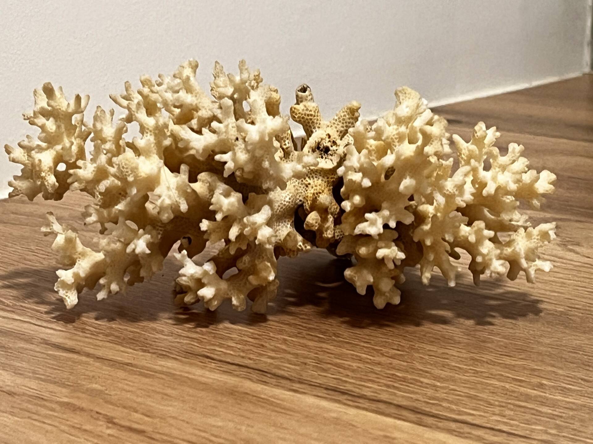 Ancient coral