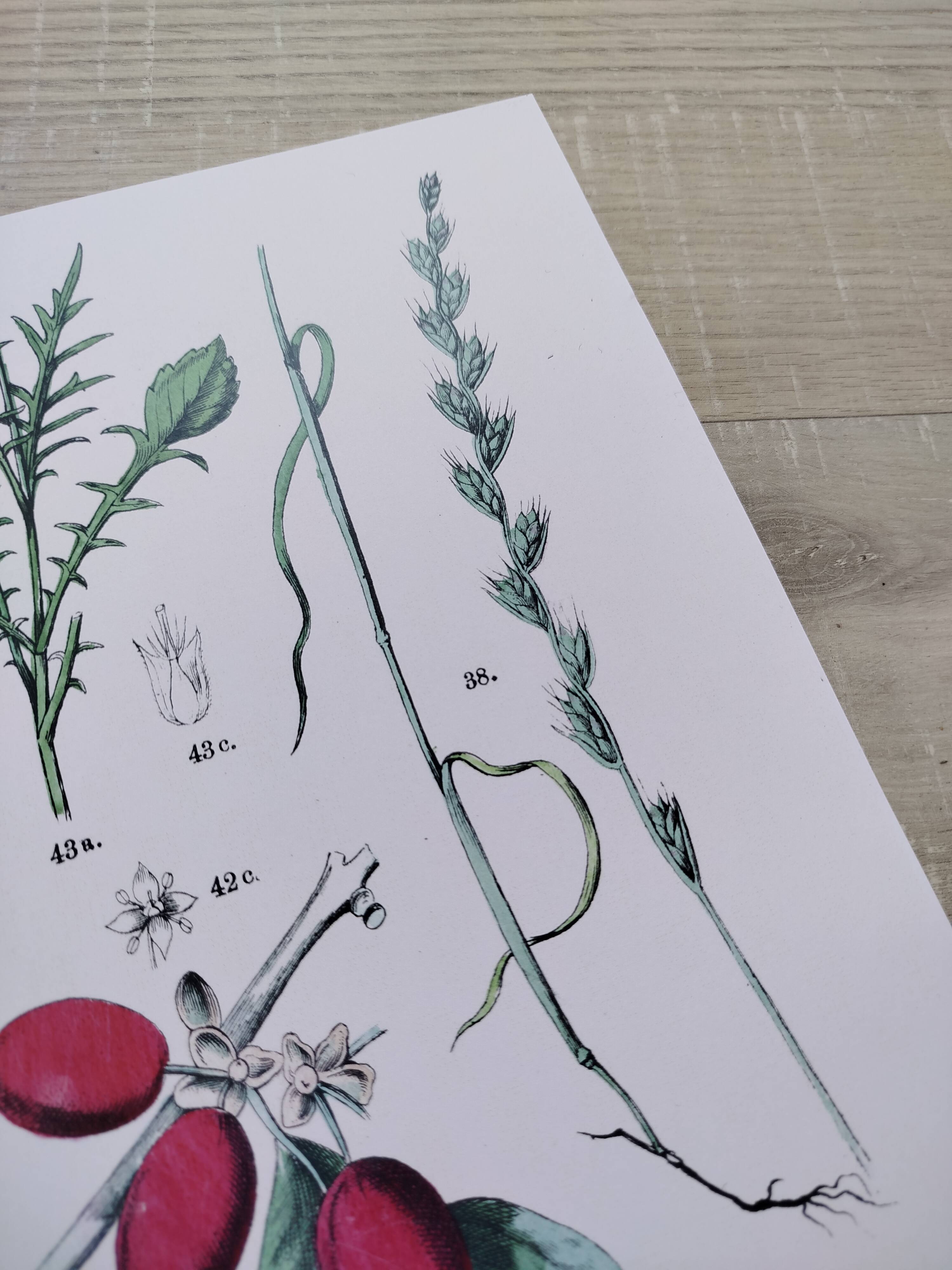 Plant poster based on an 1881 engraving "daregrass"