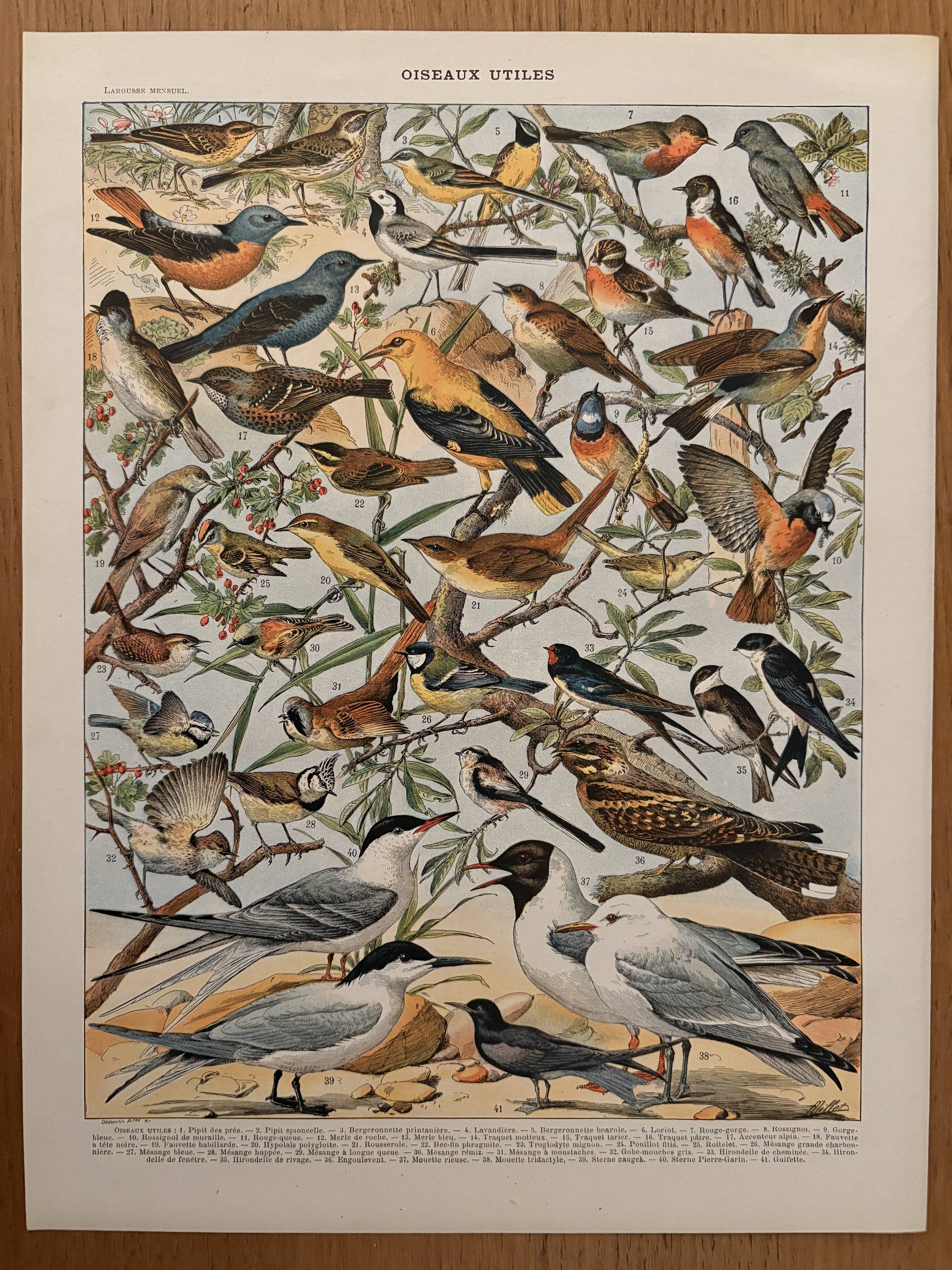Old illustrated plate on useful birds - 1910
