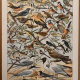Ancienne planche illustrée sur les oiseaux utiles ï - 1910