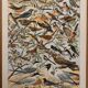 Old illustrated plate on useful birds - 1910