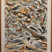 Ancienne planche illustrée sur les oiseaux utiles ï - 1910