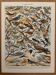 Ancienne planche illustrée sur les oiseaux utiles ï - 1910