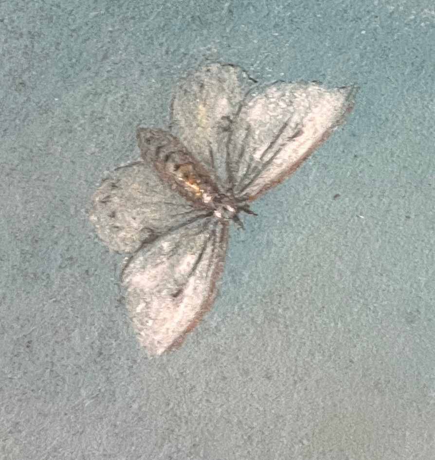 Pastel on paper signed V. Belot 19th century "Still Life with Butterflies"