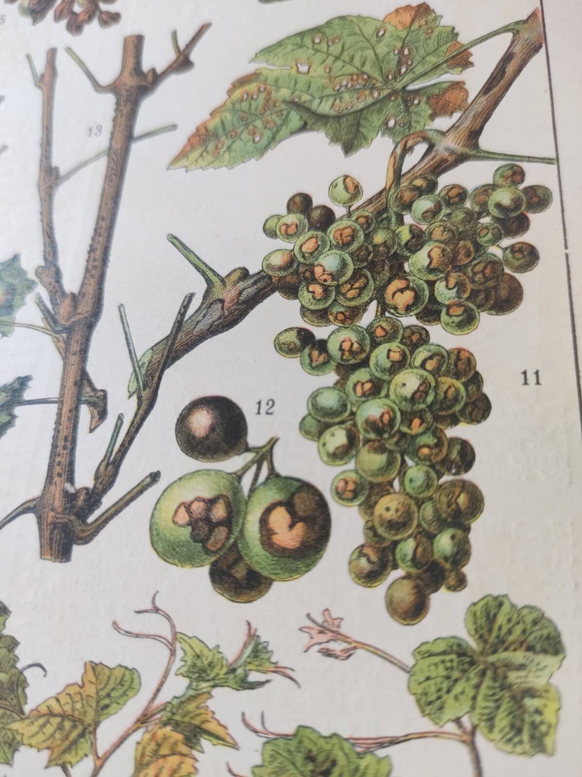 Engraving • Vine • Original and vintage poster from 1907