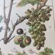 Engraving • Vine • Original and vintage poster from 1907