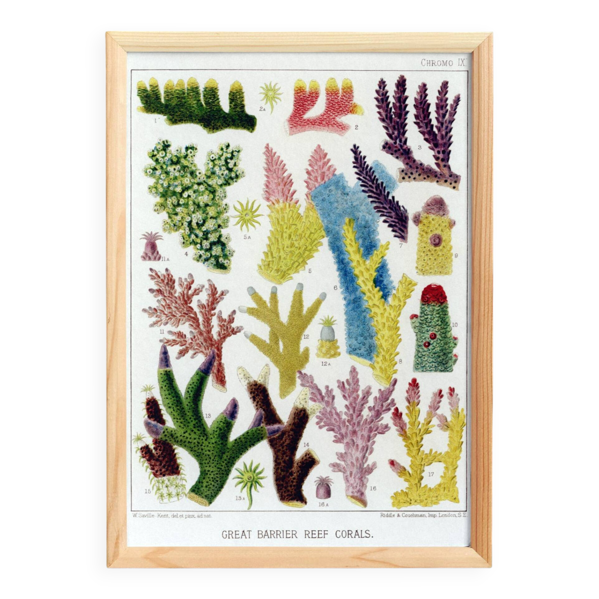 Poster about colored corals, based on an old lithograph from 1893