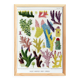Poster about colored corals, based on an old lithograph from 1893