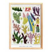 Affiche sur les coraux colorés, d’après une lithographie ancienne de 1893