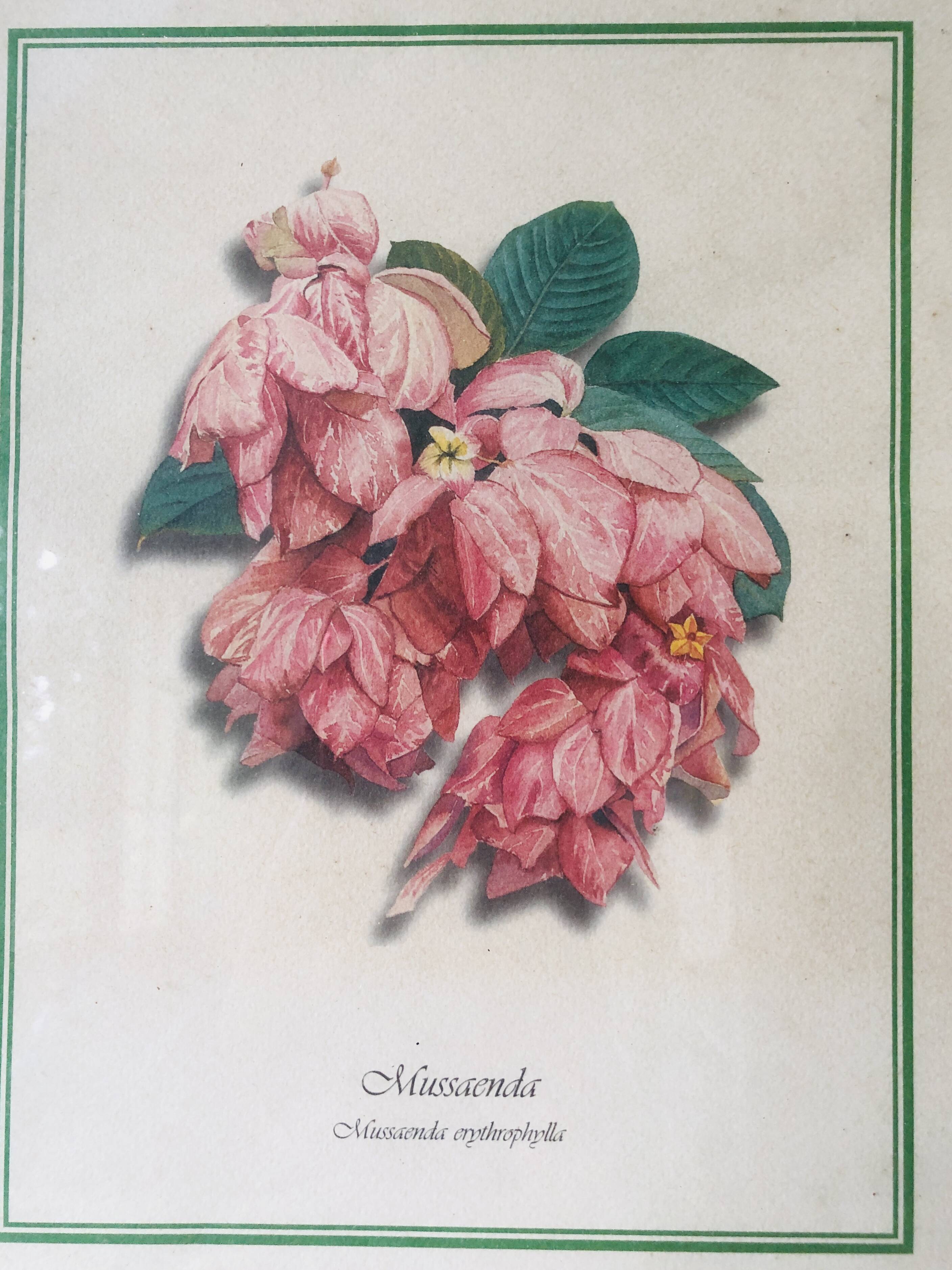 Framed botanical poster