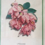 Framed botanical poster