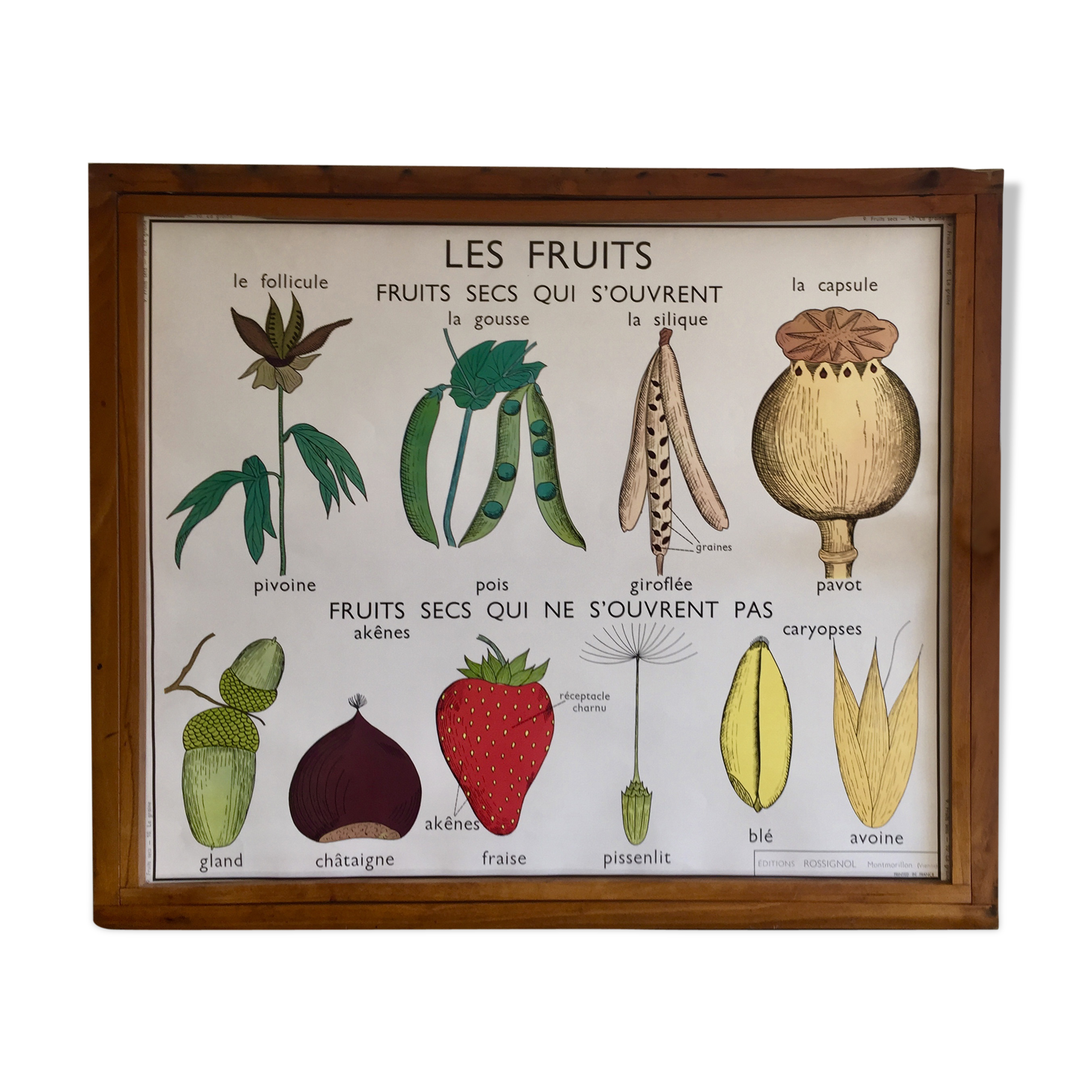 Pedagogical poster Rossignol dry fruits and seed years 60