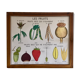Pedagogical poster Rossignol dry fruits and seed years 60