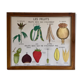 Pedagogical poster Rossignol dry fruits and seed years 60