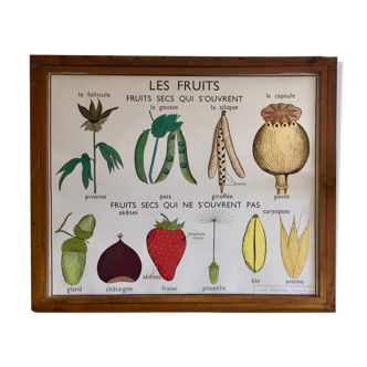 Pedagogical poster Rossignol dry fruits and seed years 60