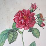 Set of 2 framed lithographs signed pierre joseph redoute