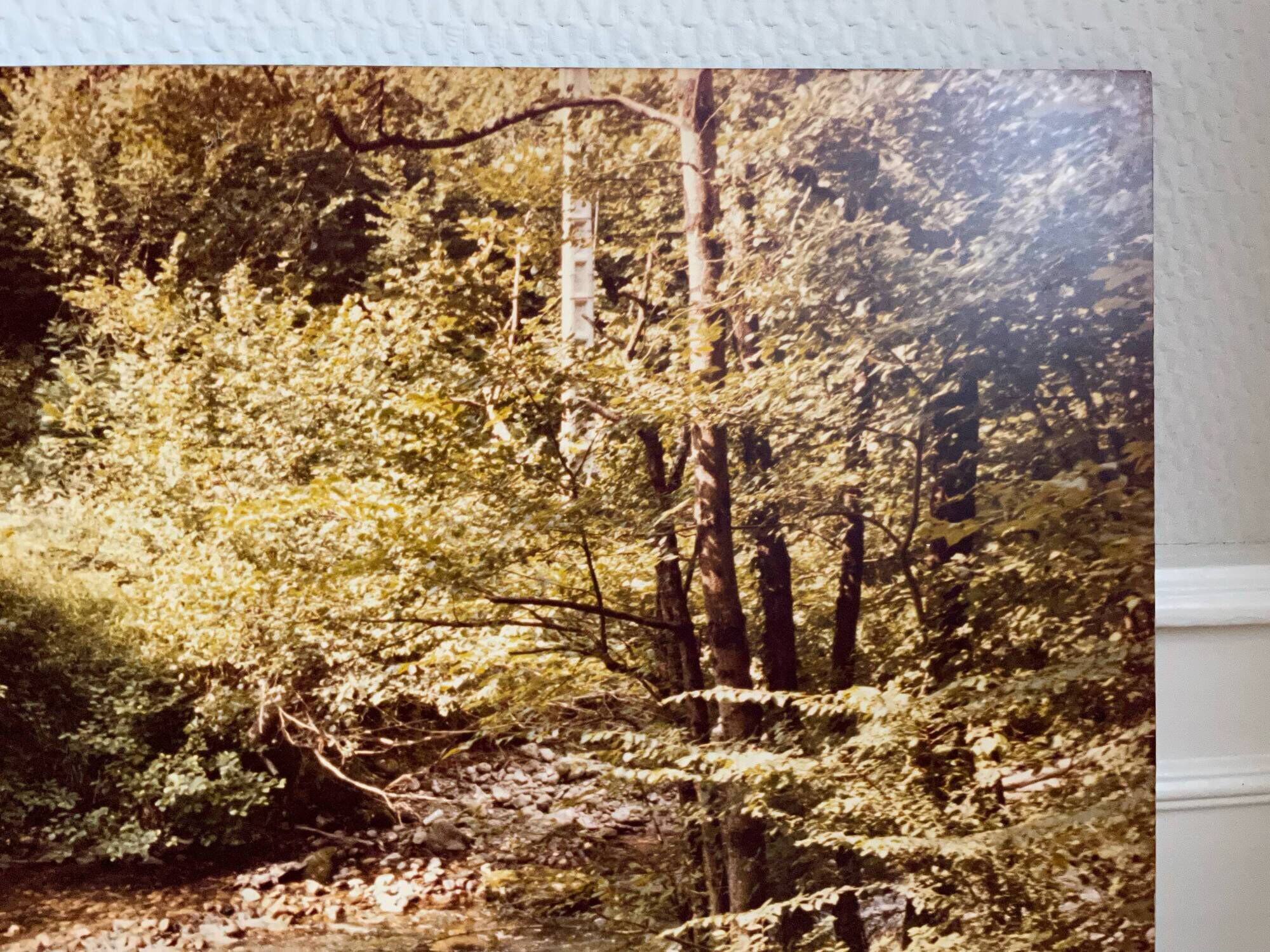 Large old photo, 70s, forest landscape - laminated