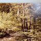 Large old photo, 70s, forest landscape - laminated