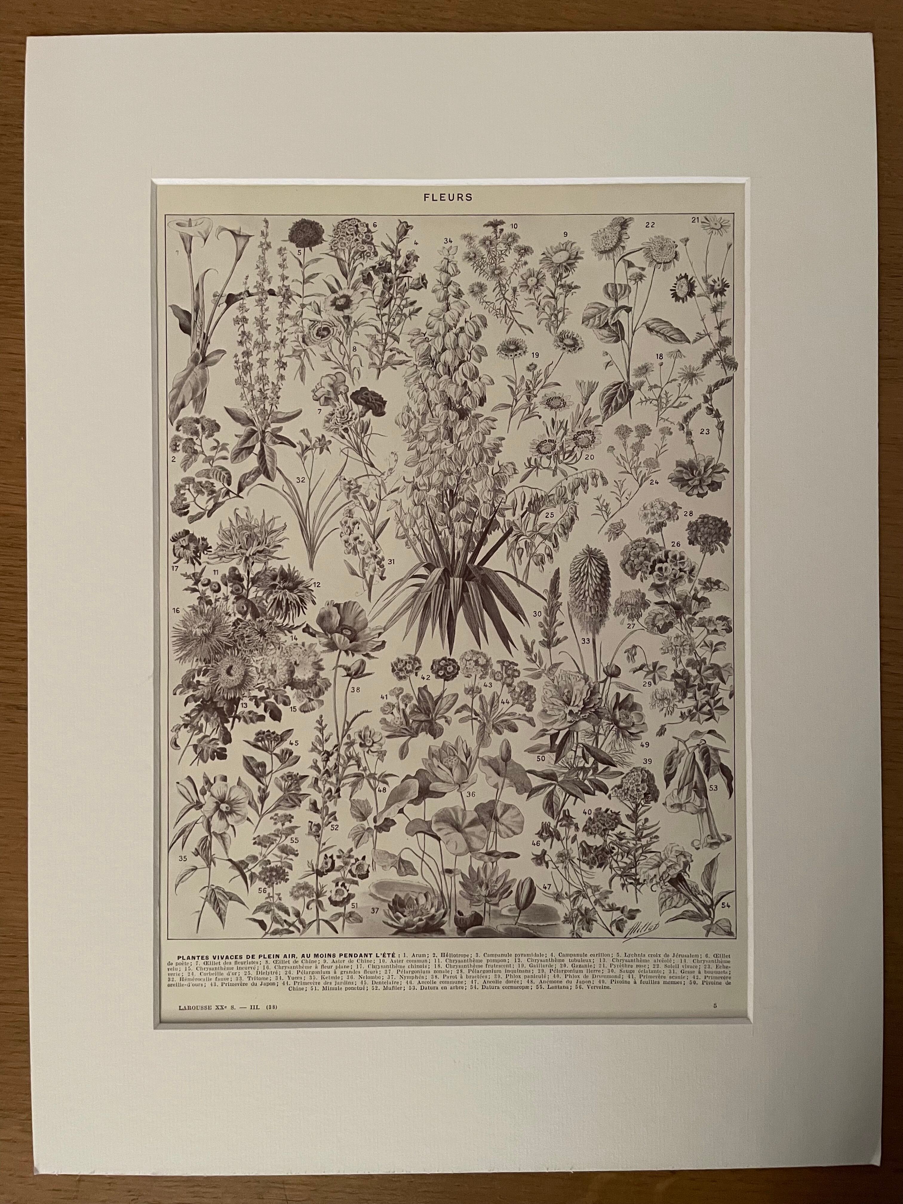 Lithograph on flowers from 1928, annuals and biennials plants