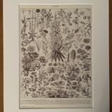 Lithograph on flowers from 1928, annuals and biennials plants