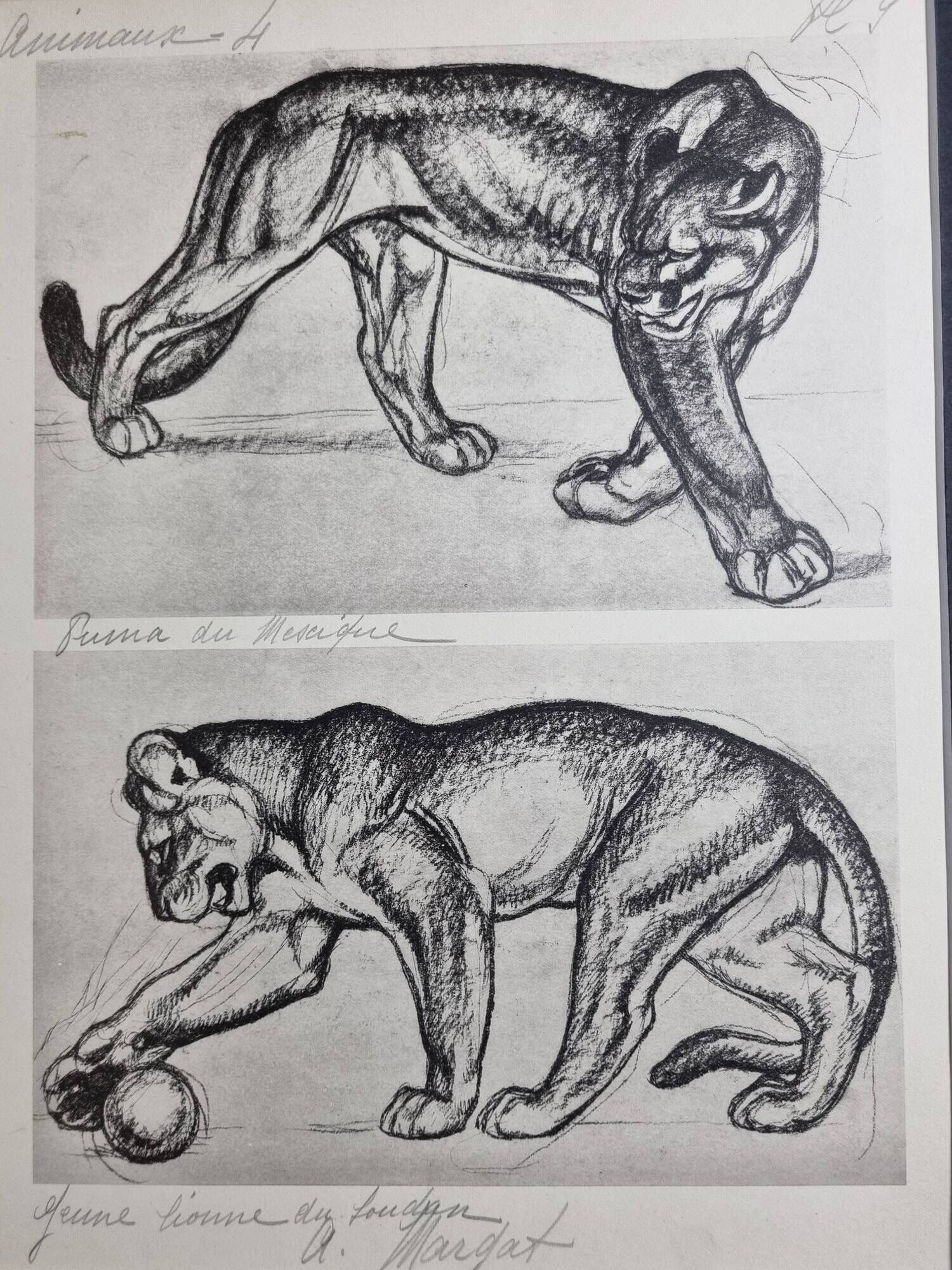 Illustrated plate – Studies of felines – André Margat – 1930 – 40 x 30 cm