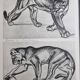 Illustrated plate – Studies of felines – André Margat – 1930 – 40 x 30 cm