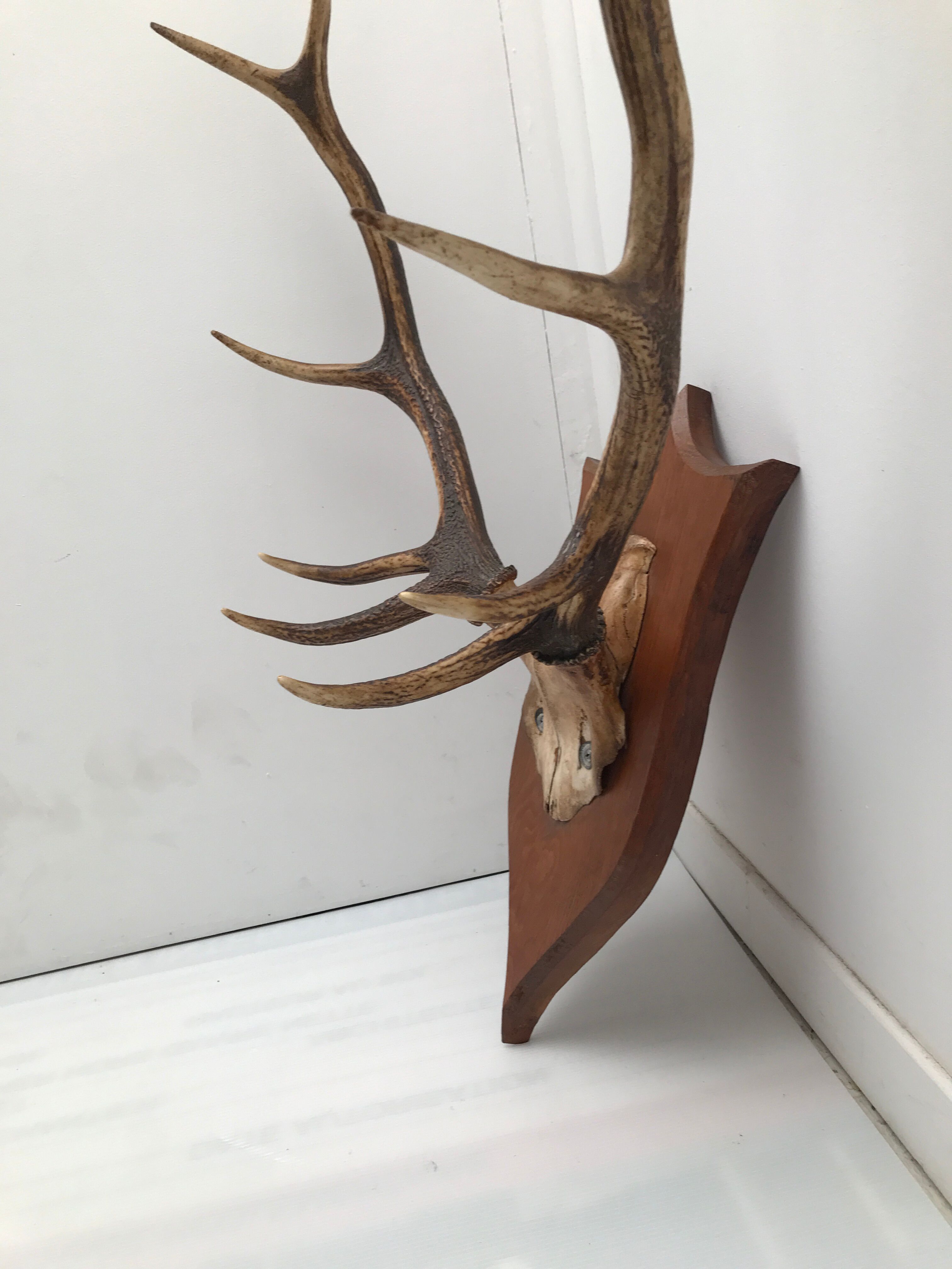 Deer trophy on wooden base 1960