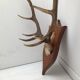 Deer trophy on wooden base 1960
