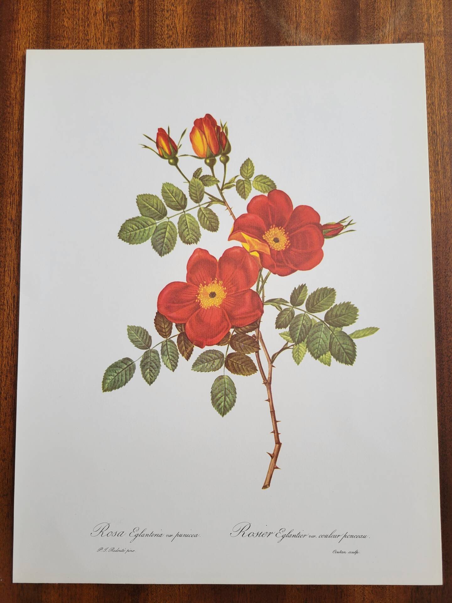 Botanical plate Wild Rose, P.J. Redouté, 1960