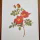 Botanical plate Wild Rose, P.J. Redouté, 1960