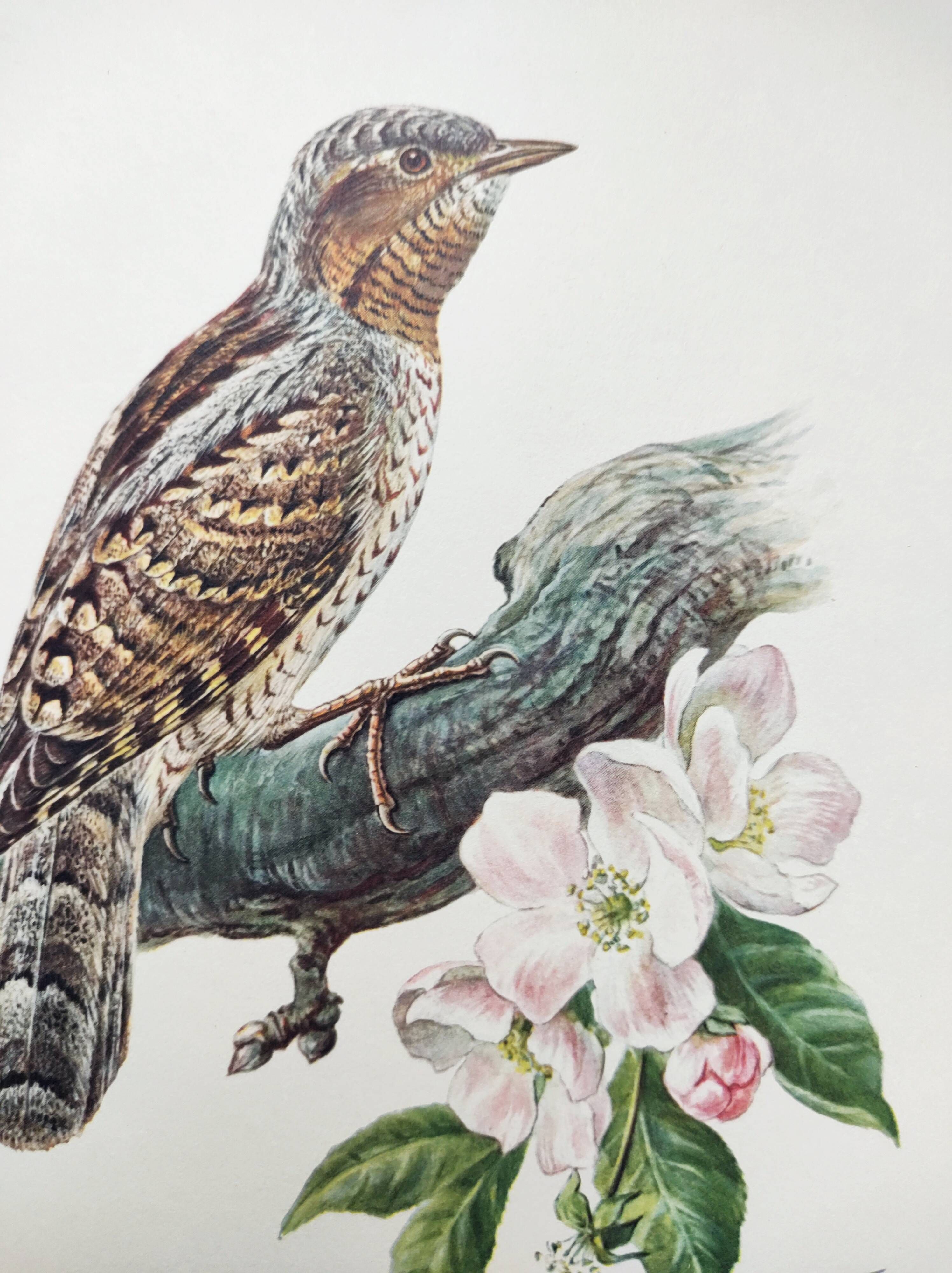 Old bird plate from the 1960s - Wryneck - Natural animal illustration