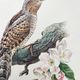 Old bird plate from the 1960s - Wryneck - Natural animal illustration