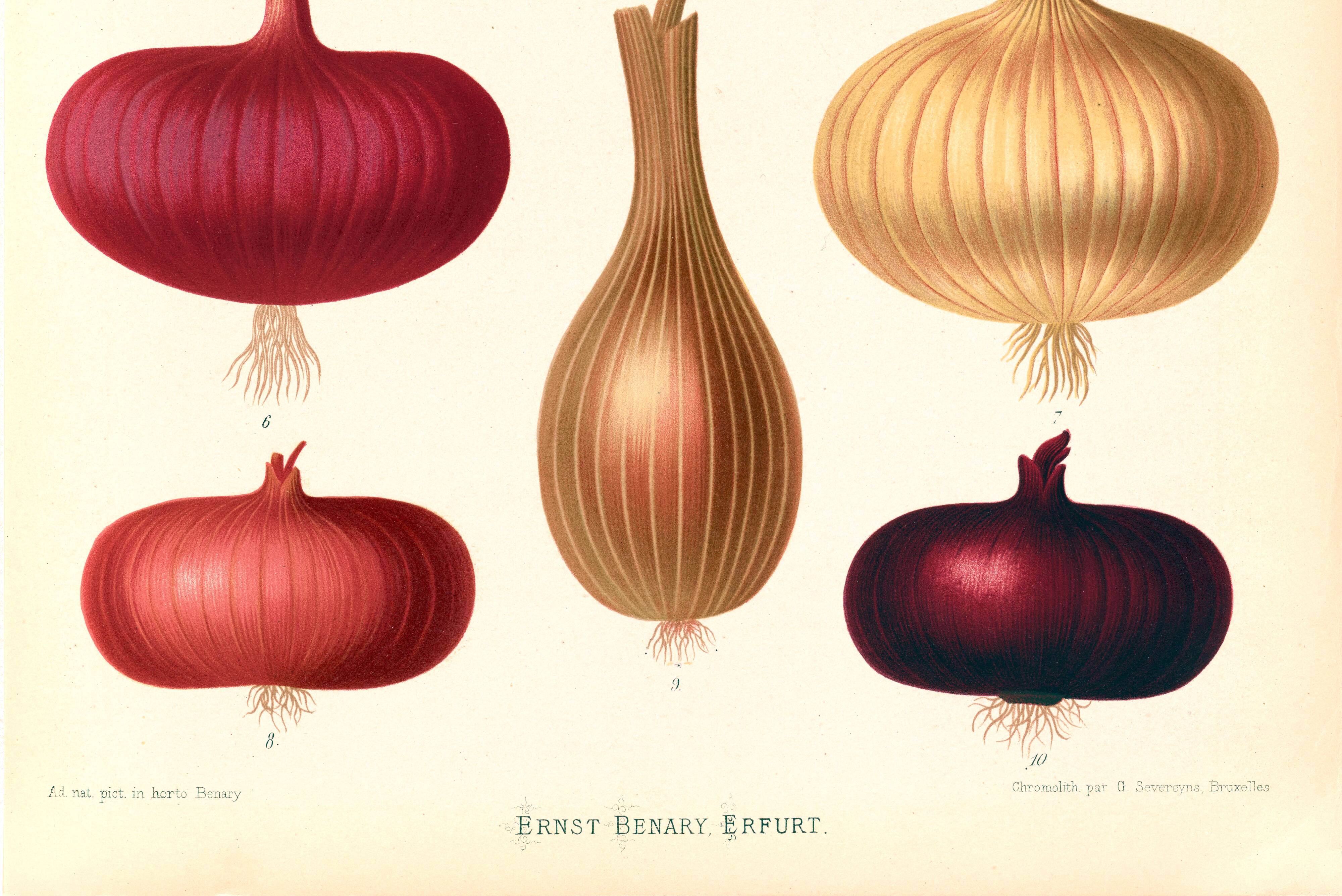 Poster about red onions, based on an old engraving from 1886.