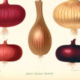 Poster about red onions, based on an old engraving from 1886.