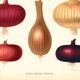 Poster about red onions, based on an old engraving from 1886.