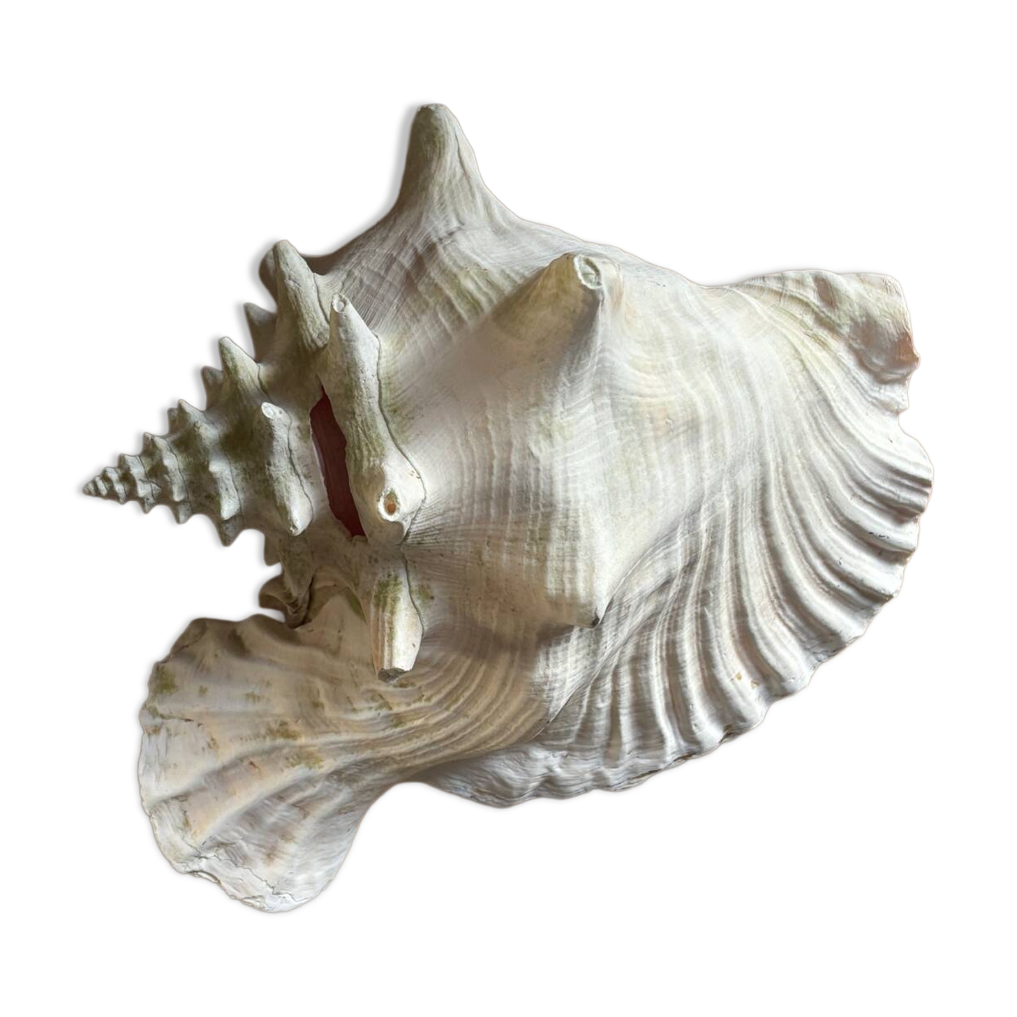 Strombus shell