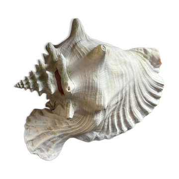 Coquillage strombe