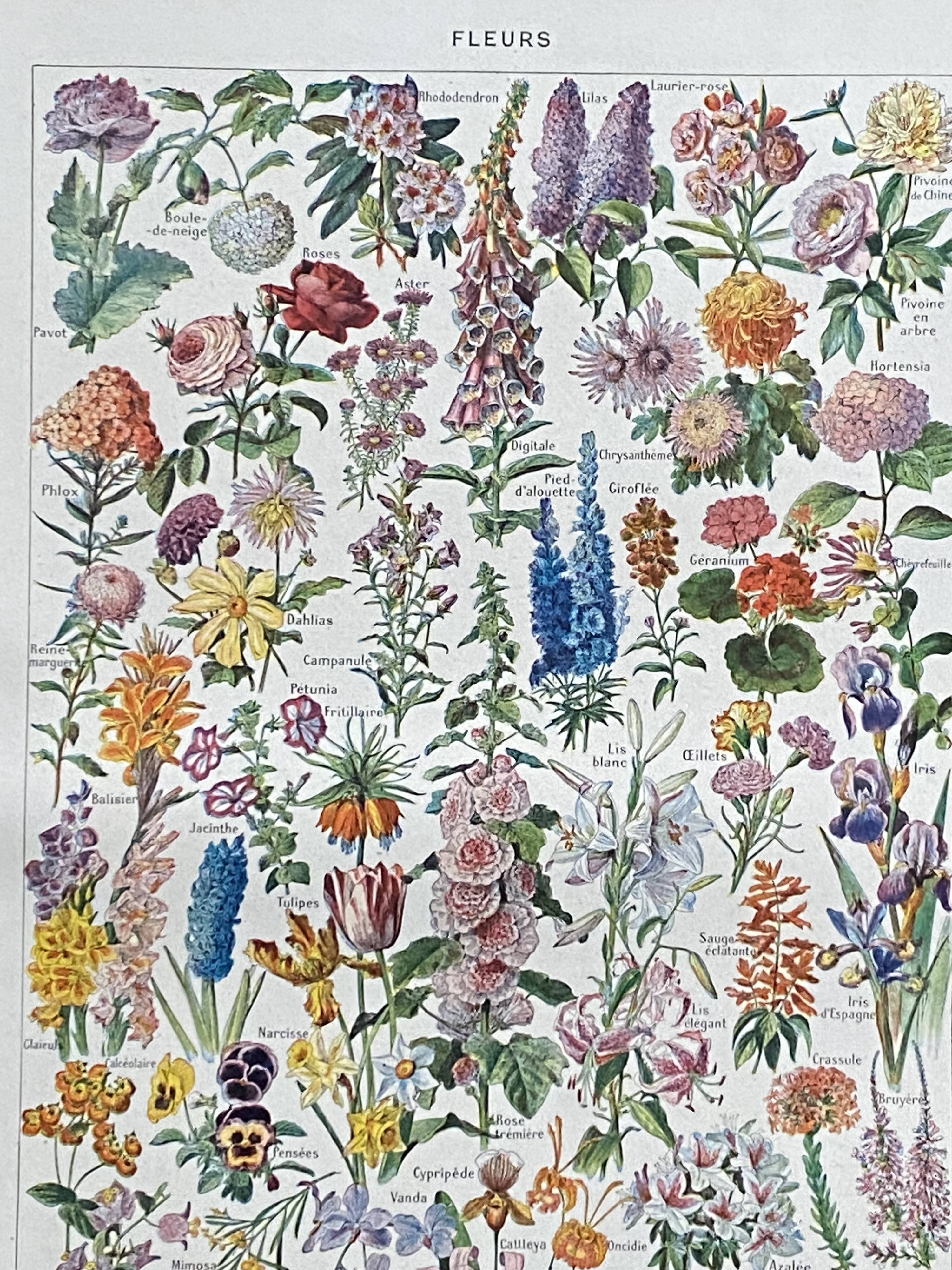 Old illustration Millot "flowers"