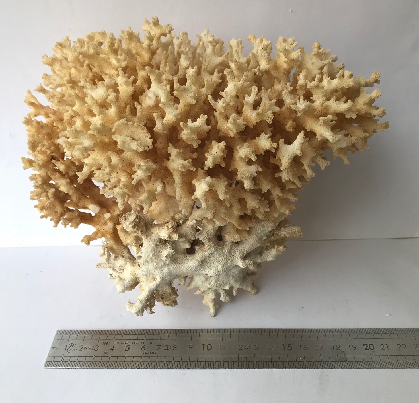 Big bush pacific coral