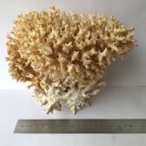 Big bush pacific coral