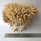 Big bush pacific coral