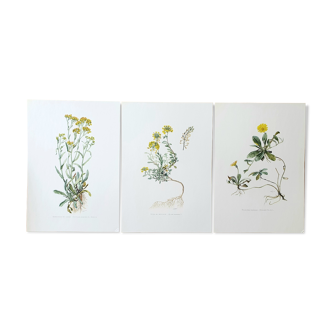 Trio of botanical plates