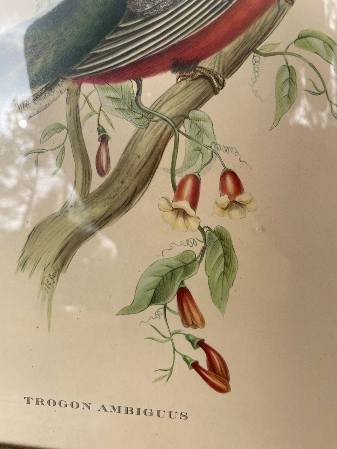 Golden wooden bird frame ornithological board