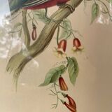 Golden wooden bird frame ornithological board