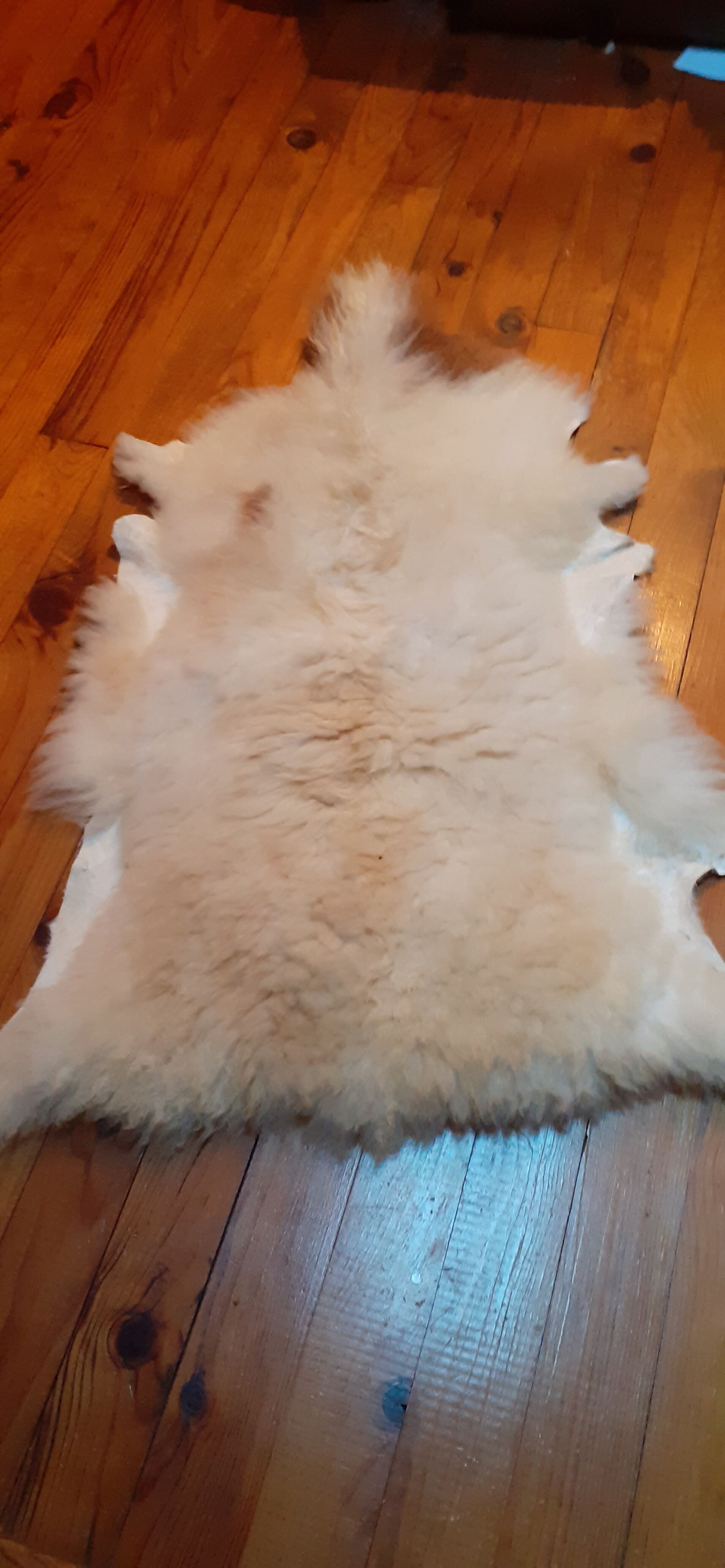 New sheepskin