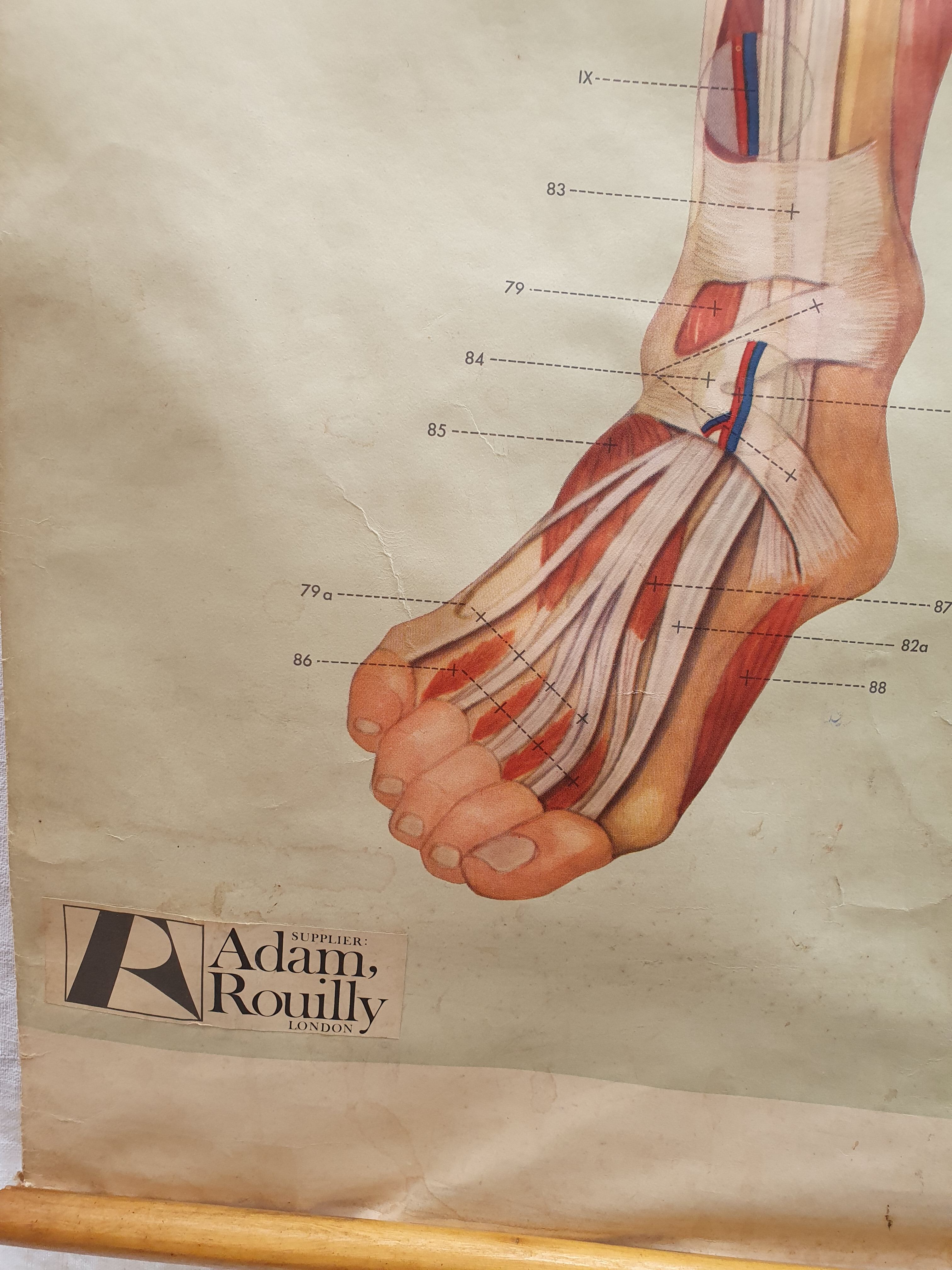 Anatomical plate 1960