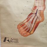 Anatomical plate 1960